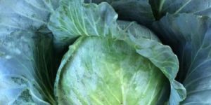 Fresh Cabbage