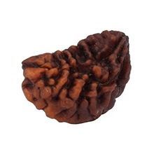 Ek Mukhi Rudraksha