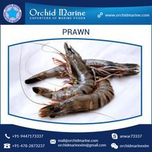 Black Tiger Prawn or Shrimp