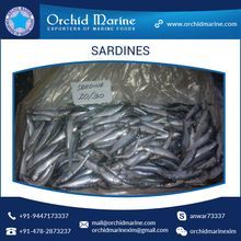 Sardine Fish
