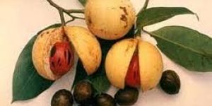 Nutmeg Fruit Juice