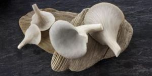 Oyster Mushroom