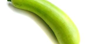 Bottle Gourd