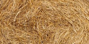 Loose Wheat Straw