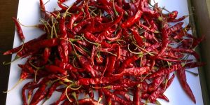 Red Chilli