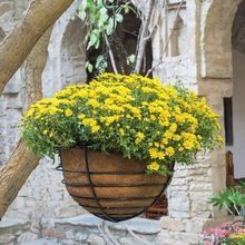 Wire Hanging Basket with Coco Liner