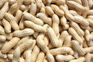 Groundnuts