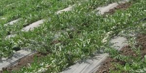 Plastic Mulching Film