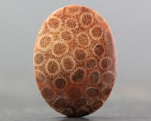 Fossil Coral Wholesale Loose Gemstone Cabochon