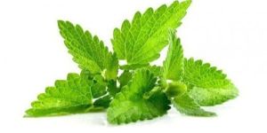 Catnip Essential Oil