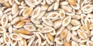 Sat Isabgol Psylluim Seed