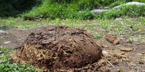 Cow Dung