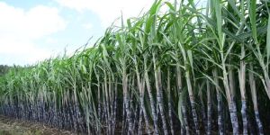 Fresh Sugarcane