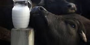 Pure Buffalo Milk