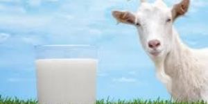 Pure Goat Milk