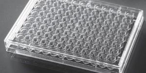Well Tissue Culture Plate