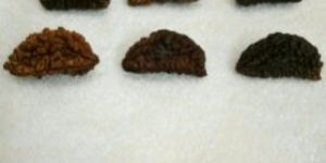 Ek Mukhi Rudrakash