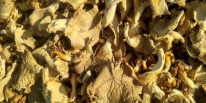 Dried Oyster Mushroom