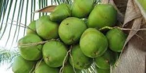 Fresh Raw Coconuts