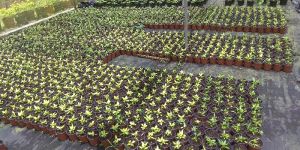 Thermoforming Soft and Hard Plastic Pots