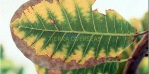 Frateuria Aurantia Potash Mobilizing Bacteria Kmb