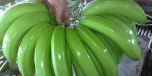 Fresh Banana