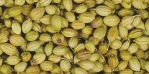 Indian Coriander Seeds