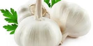 Indian Garlic