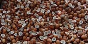 Coconut Copra