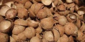 Coconut Shells