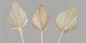 Natural Palm Spear Plant