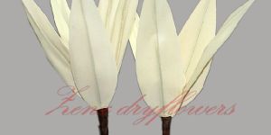 Palm Arrow Sticks