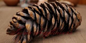 Pine Strobus Dried Flower