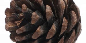 Potpourri Mini Pine