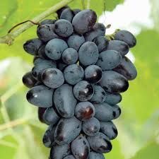 Fresh Black Grapes