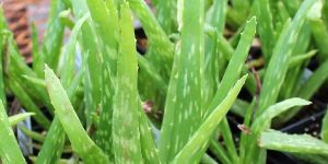 Aloevera