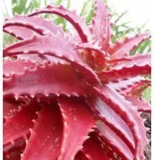 Red Aloevera
