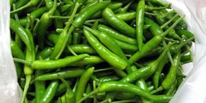Fresh Green Chilli