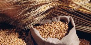 Wheat Seeds