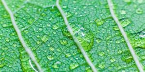 Agricultural Spray Adjuvants