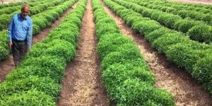 Herbal Farming Consultancy Services