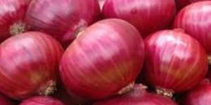 Red Onion