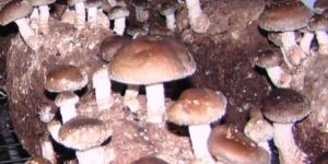 Shiitake Mushrooms Spawn