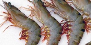 PR-014 White Tiger Prawn