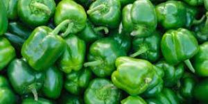 Fresh Capsicum