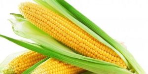 MAIZE/YELLOW CORN