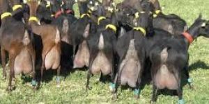 Healthy Boar Goats