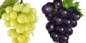 Fresh Grapes