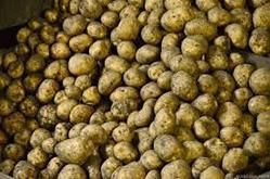 Fresh Potato