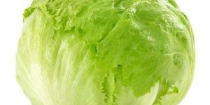 Lettuce Iceberg